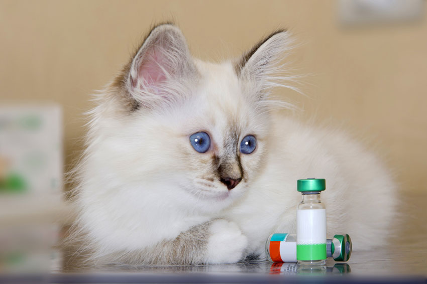 vaccinazione-nel-gattino