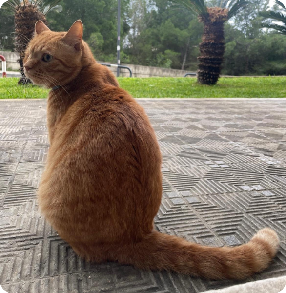 Ciro, il simpatico gatto rosso adottato dalla Clinica Veterinaria Camagna a Reggio Calabria