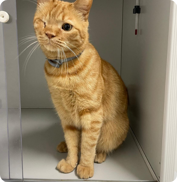 Gatto arancione in area degenza della Clinica Veterinaria Camagna