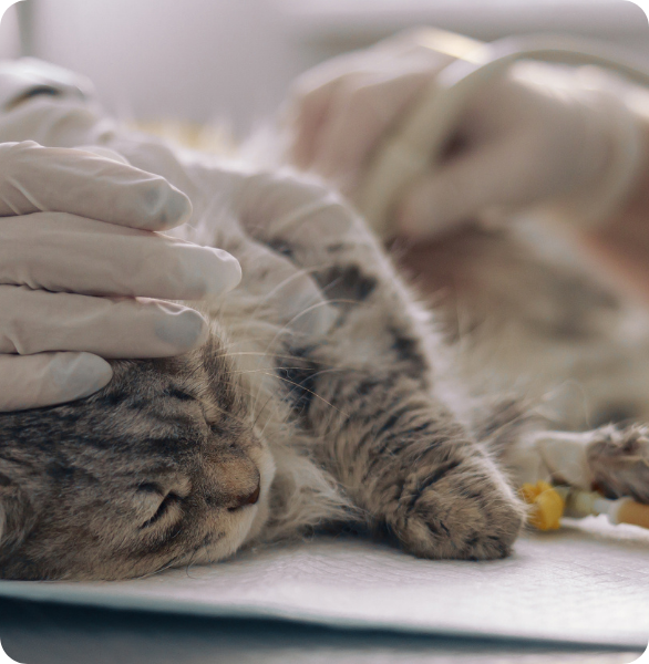 Ecografia d'urgenza gatto Ecografia d'urgenza su un gatto