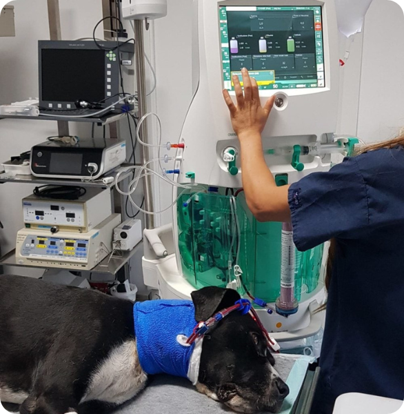 Emodialisi Cane sottoposto a emodialisi veterinaria con monitoraggio specialistico