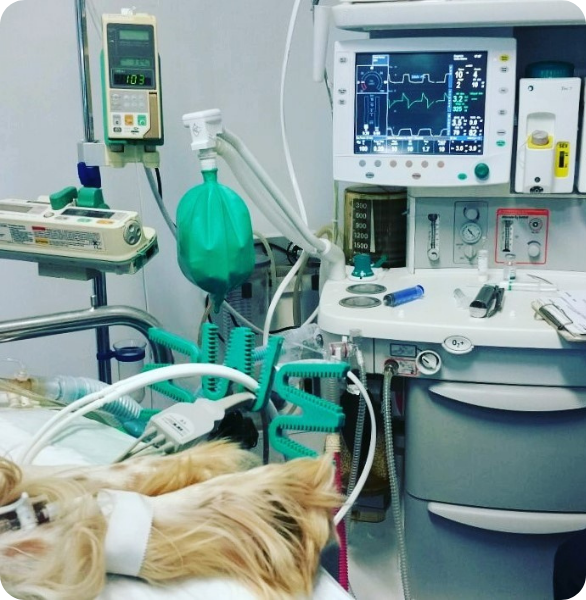 Sala operatoria con monitoraggio anestesiologico presso la Clinica Veterinaria Camagna di Reggio Calabria