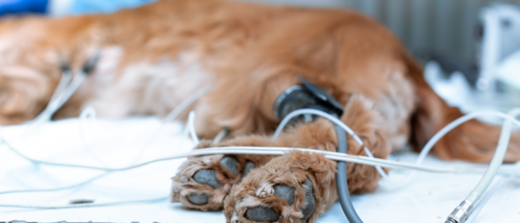 Cane monitorato in degenza presso il Pronto Soccorso Veterinario della Clinica Veterinaria Camagna di Reggio Calabria
