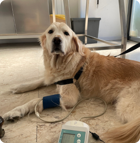Cane durante visita veterinaria presso la Clinica Veterinaria Camagna di Reggio Calabria