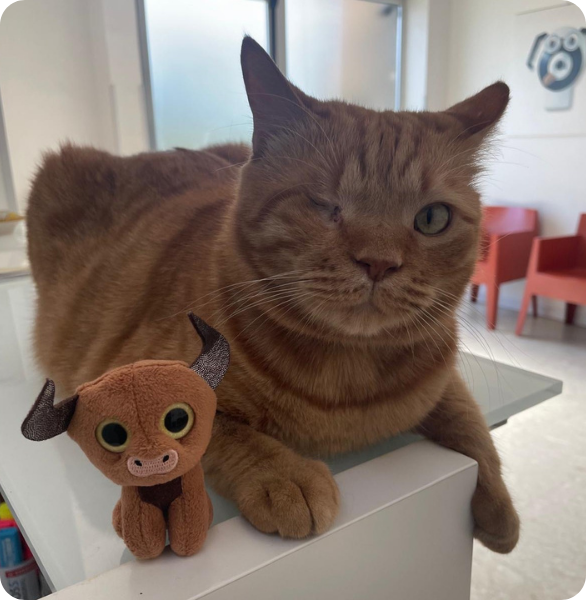 Gatto presso la Clinica Veterinaria Camagna di Reggio Calabria