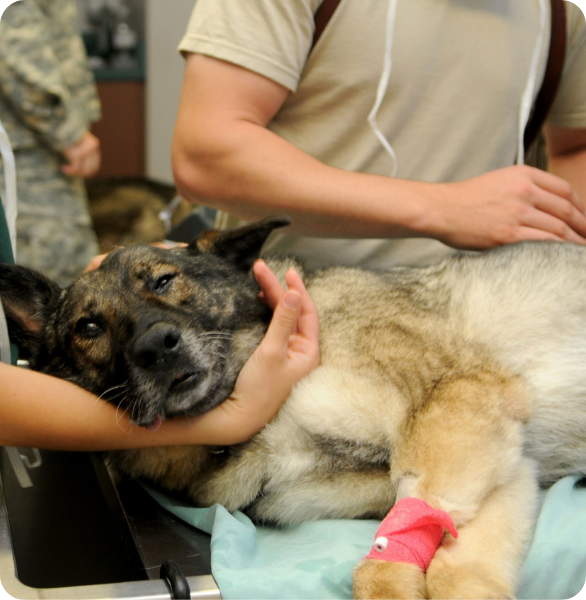 Assistenza veterinaria d’urgenza presso la Clinica Veterinaria Camagna