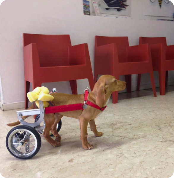 Cane con difficoltà motoria