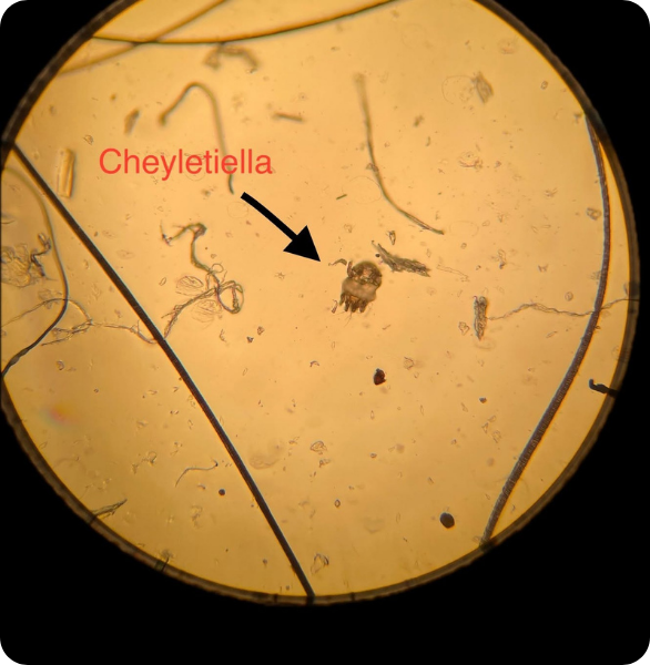 Esame microscopico del materiale cutaneo di un gatto che identifica la presenza di un acaro