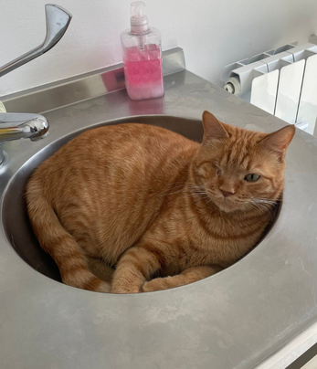 Ciro la mascotte della Clinica Veterinaria Camagna