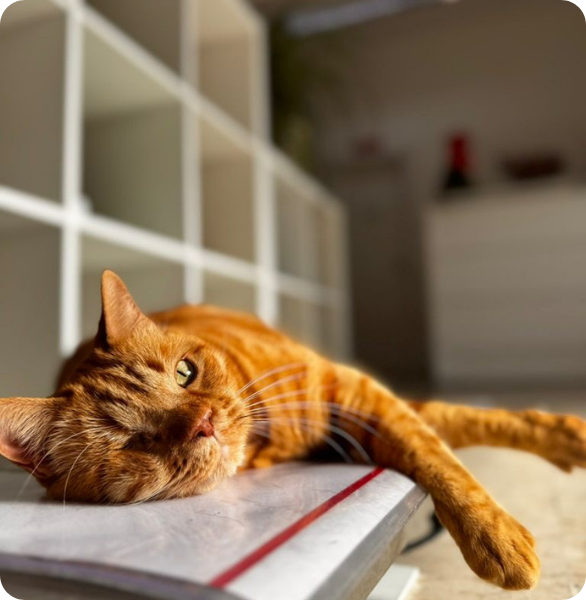 Ciro, il gatto rosso mascotte della clinica