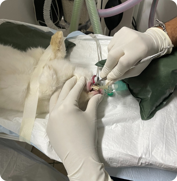 Controllo denti coniglio Veterinario per conigli a Reggio Calabria. Controllo e sistemazione dei denti