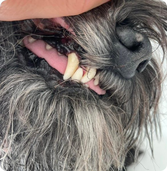 Controllo denti La detartrasi è un trattamento fondamentale per la salute orale del nostro amico a quattro zampe.