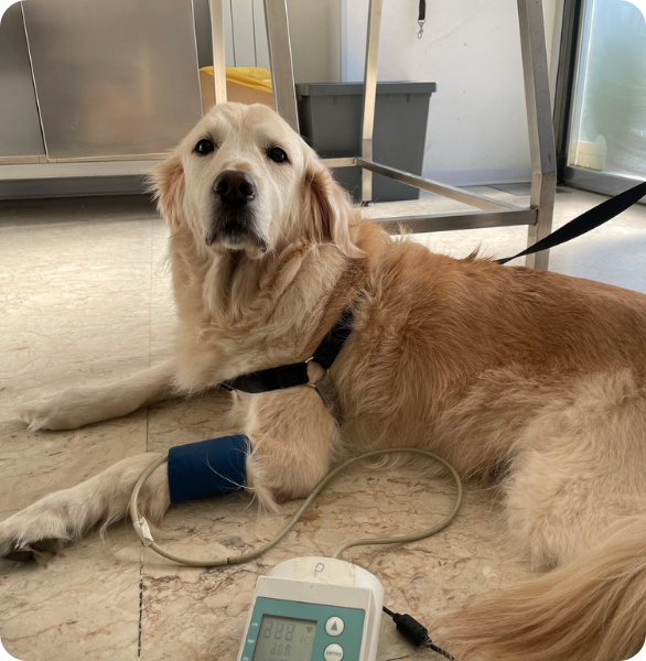 Controllo pressione Cane durante visita veterinaria presso la Clinica Veterinaria Camagna di Reggio Calabria