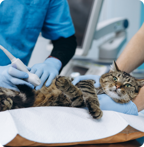 Ecografia Veterinaria Gatto a cui viene fatta l'ecografia