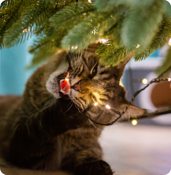 Gatto morde luci di natale Gatto che morde le luci di natale