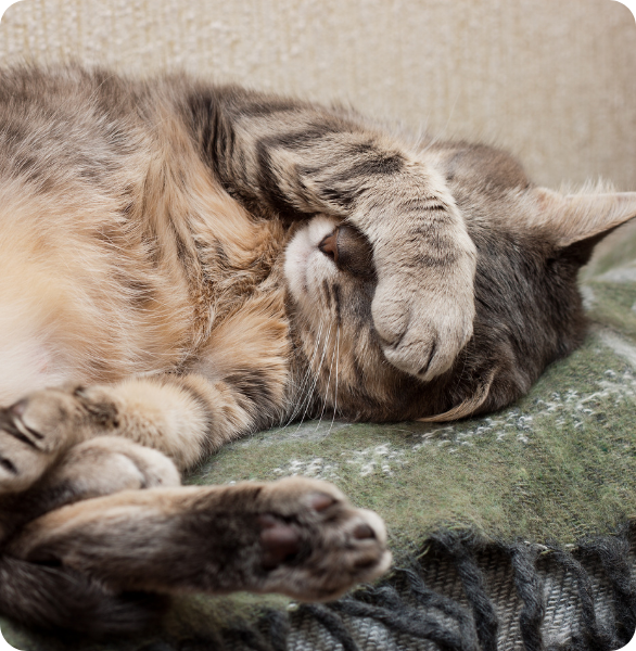 Gatto stanco Gatto stanco che cerca di riprendere le energie