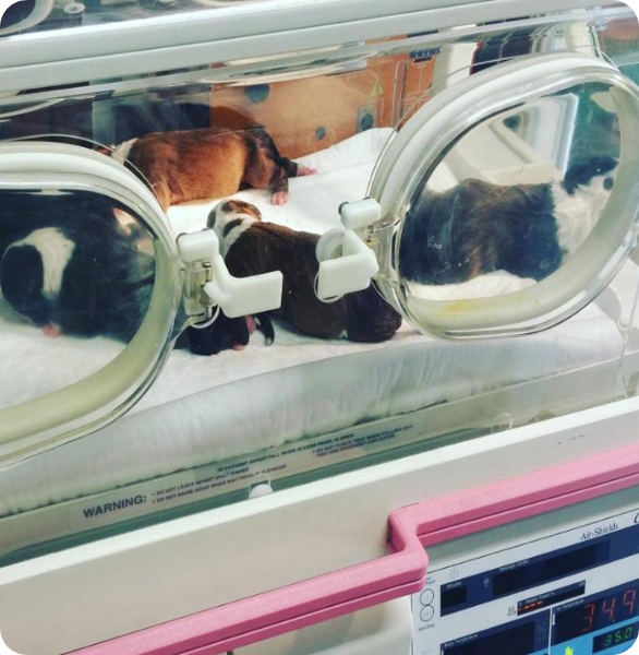 Incubatrice neonati Dei cuccioli appena nati di cane in incubatrice, in terapia intensiva