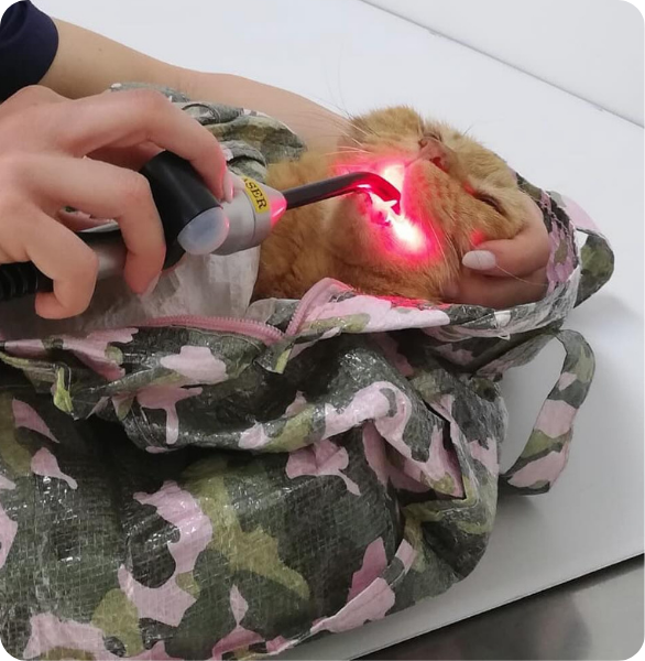 Laer Terapia gengivale Laserterapia per la gengivostomatite felina