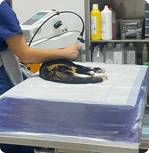 Laserterapia Veterinaria Terapia Laser per gli animali per aiutarli a guarire più velocemente