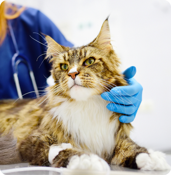 Maine Coon controllo cardiaco Controllo della pressione arteriosa ad un gatto Maine Coon