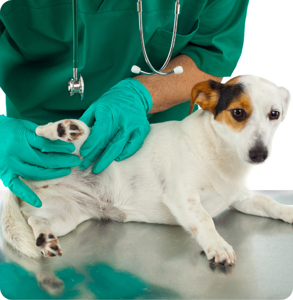 Ortopedia Veterinaria Controllo ortopedico di un cane