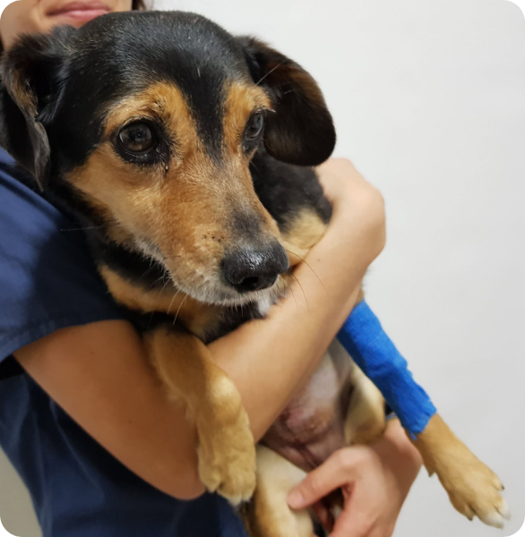 Lilly cagnolina di 10 anni con una massa neoplastica al surrene sinistro complicata dalla presenza di un trombo in un vaso adiacente