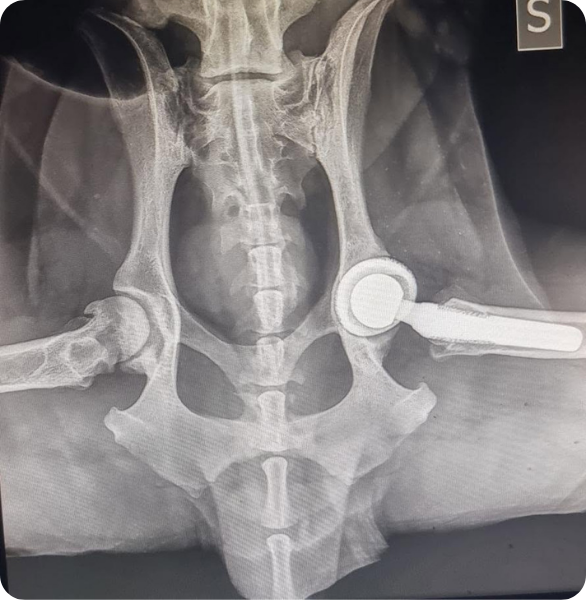 Radiografia del bacino di un cane