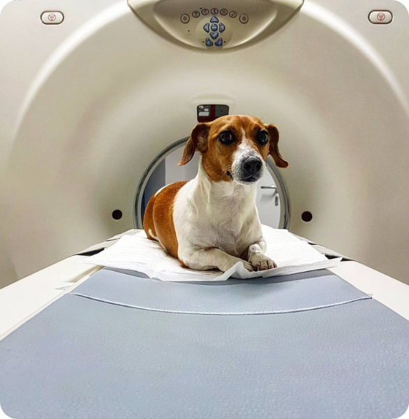 TAC Veterinaria Cane in posa sul lettino di una TAC Veterinaria
