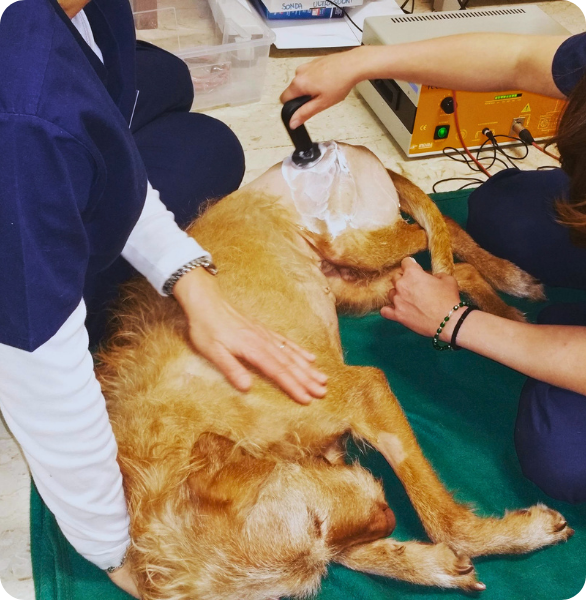 Tecar Terapia ad un cane Trattamento TECAR® TERAPIA è una tecnica innovativa utilizzata già da tempo in medicina umana per il trattamento di patologie muscolo-tendinee e osteoarticolari