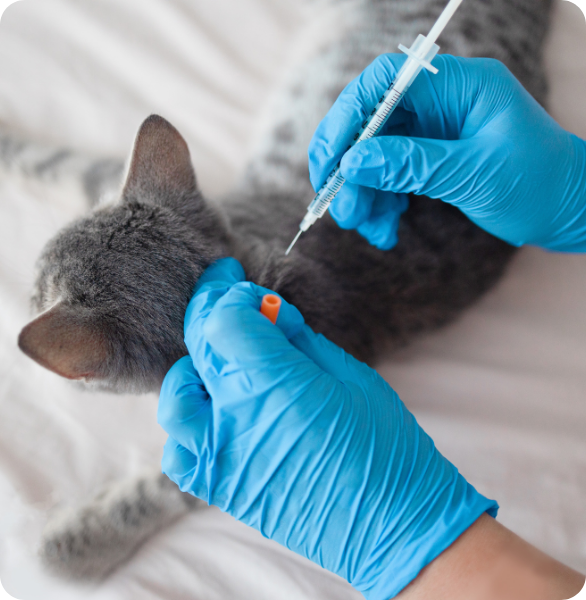 Vaccino gatto gattino vaccinato
