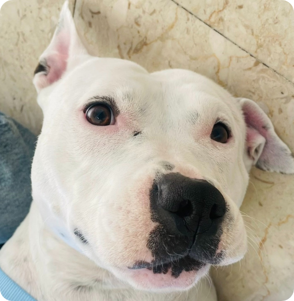 Cane visitato presso la Clinica Veterinaria Camagna