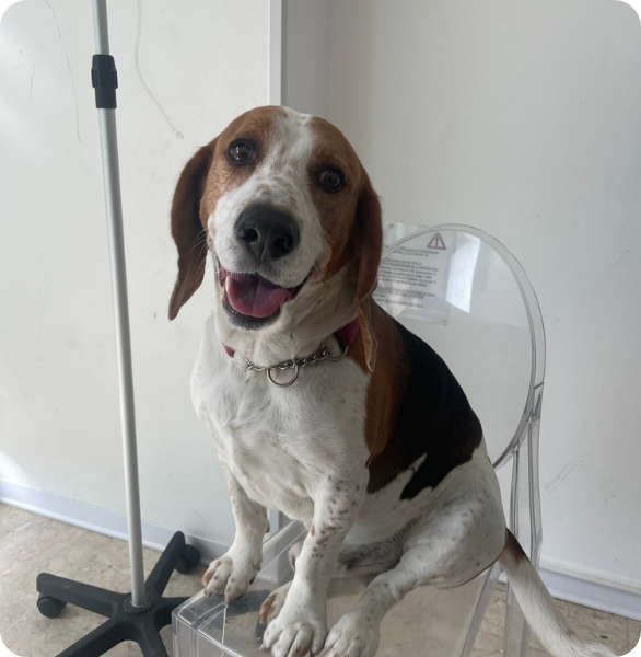 Visita controllo cane Visita di controllo per un cagnoline