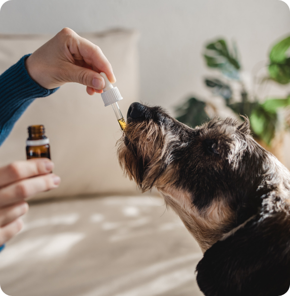 Un cane prende delle gocce omeopatiche per gestire lo stress