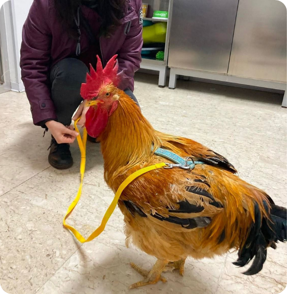 controllo veterinario gallo Controllo veterinario per un gallo domestico