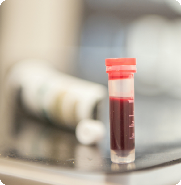 esame del sangue ad un cane esame del sangue ad un cane