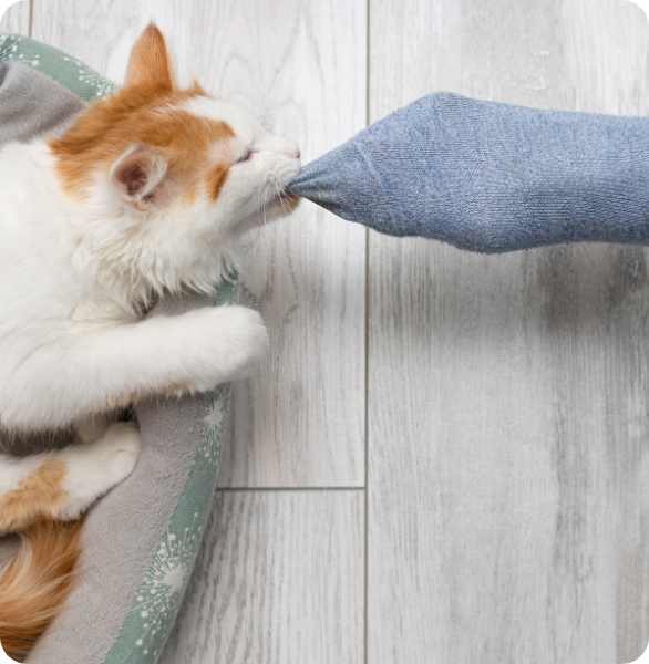gatto non lascia i calzini Gatto che attacca il piede del suo umano e non molla il calzino