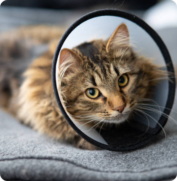 Gatto post chirurgia Gatto con collare elisabettiano e tutina, post intervento di chirurgia