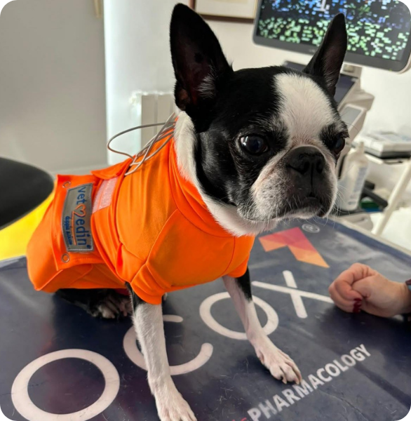 holter veterinario Un bulldog francese indossa un holter, per un monitoraggio elettrocardiografico di 24 ore