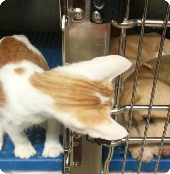 Un gattino e un cane in degenza