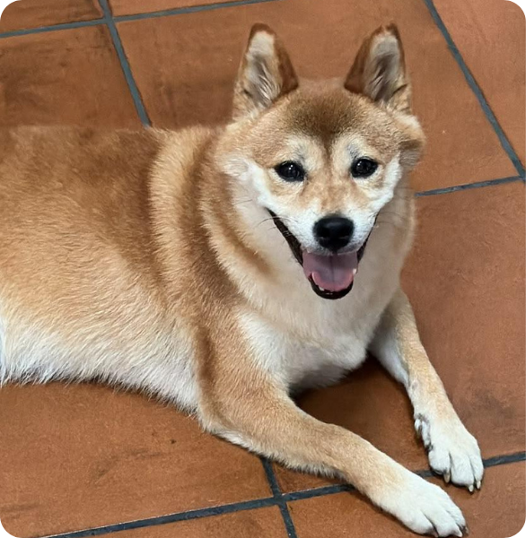 Shiba Inu con problemi dermatologici alla zampa sinistra Shiba Inu con problemi dermatologici alla zampa sinistra