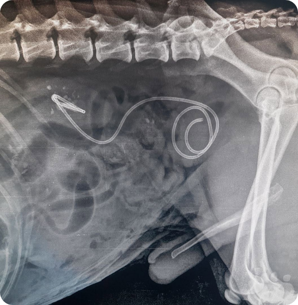 stent ureterale Uno stent ureterale è un piccolo tubo inserito nell'uretere per prevenire o risolvere l'ostruzione del flusso d'urina proveniente dal rene.
Chirurgia effettuata presso la Clinica veterinaria Camagna a Reggio Calabria